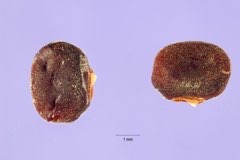 Sphenostylis stenocarpa African Yam Bean